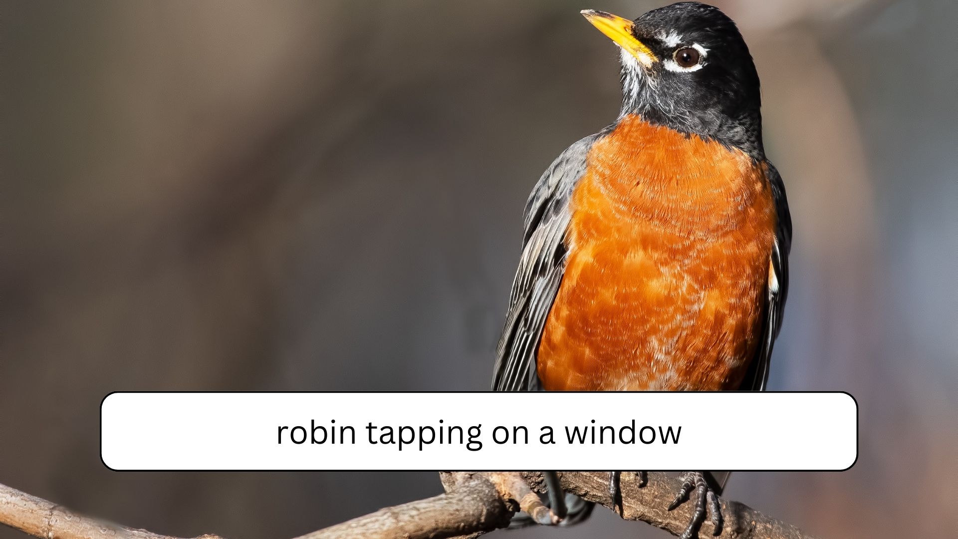 Spiritual Meaning Of Tapping On Window (Do This Fast)