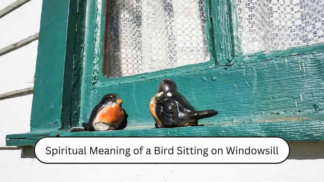 Spiritual Meaning of a Bird Sitting on Windowsill
