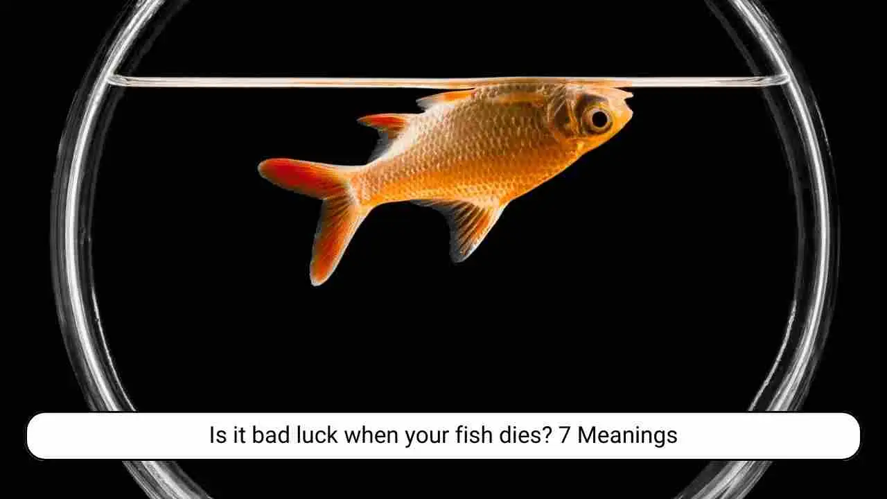 Is it bad luck when your fish dies? 7 Meanings